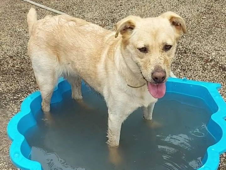 Adotta un cane, femmina, 5 anni  e 9 mesi , Caserta