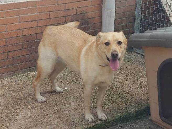 Adotta un cane, taglia media, femmina, Caserta