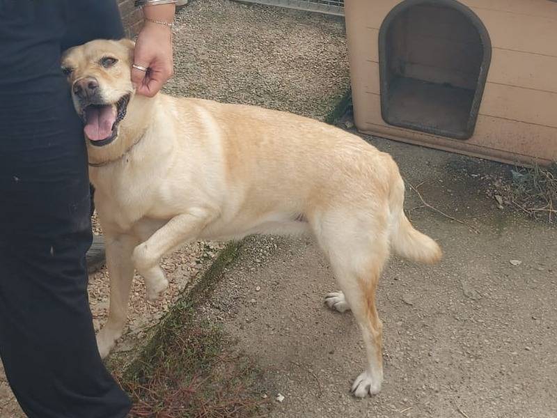Vuoi adottare un cane a Caserta?