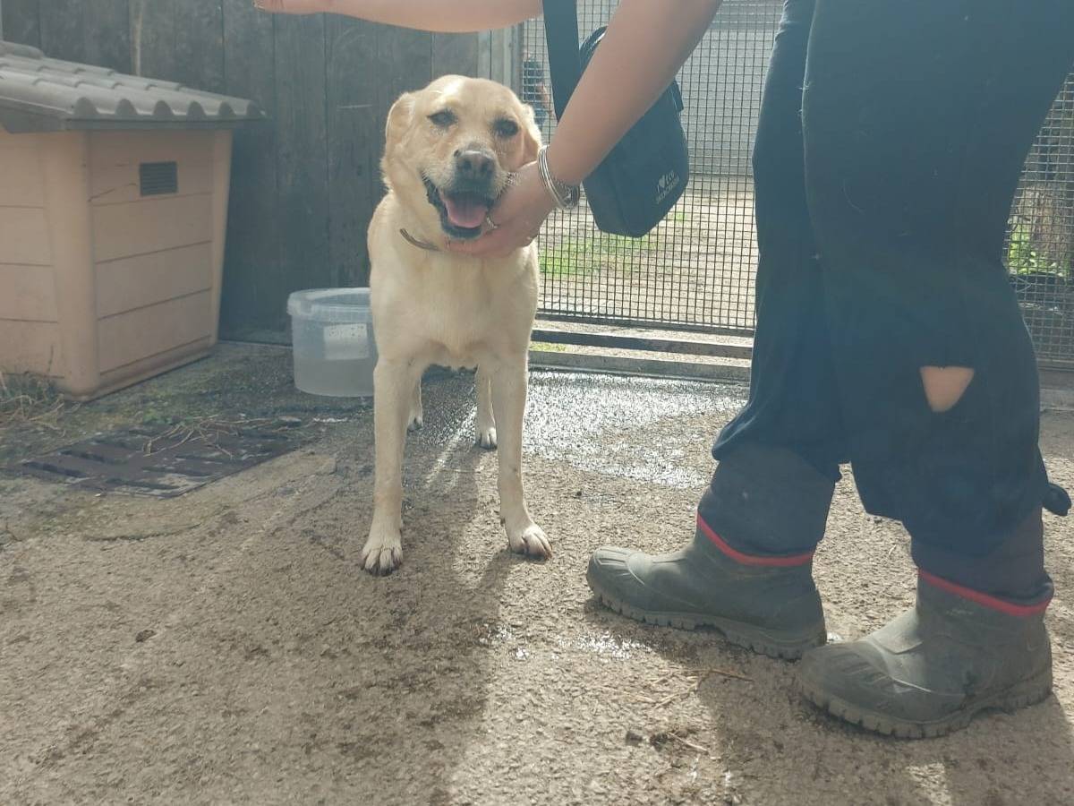 Adotta il cane DIANA a Caserta