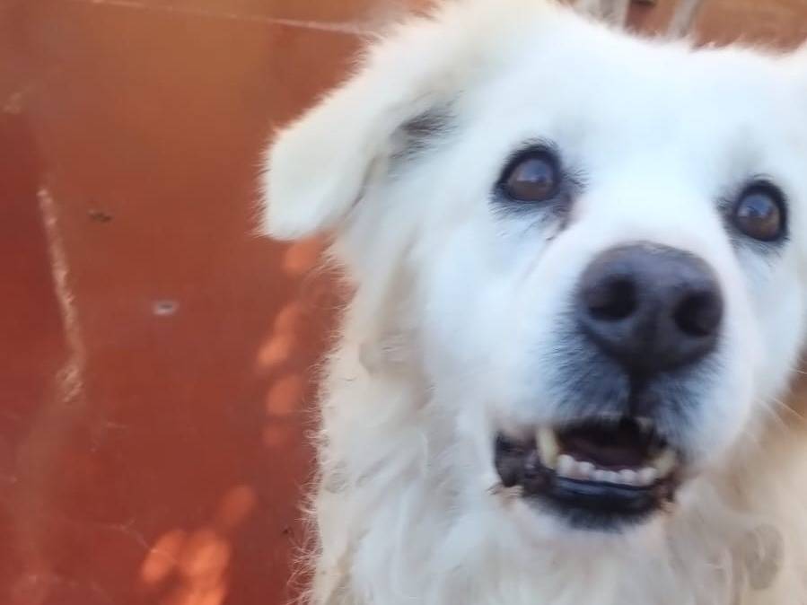 Adotta un cane, maschio, 8 anni  e 4 mesi , Viterbo