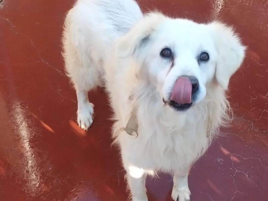 Vuoi adottare un cane a Viterbo?