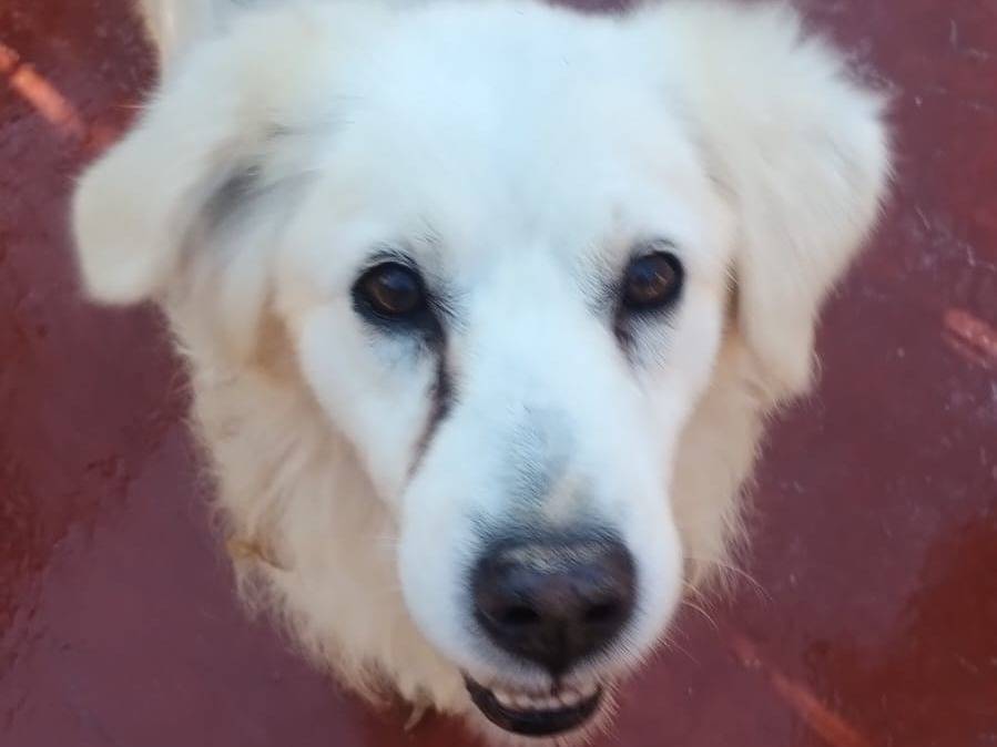 Adotta il cane Balto a Viterbo