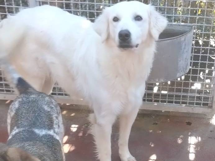 Adotta un cane, femmina, 2 anni  e 10 mesi , Viterbo