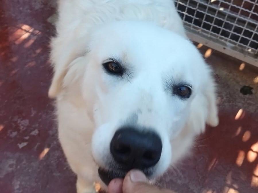 Adotta un cane, taglia media, femmina, Viterbo