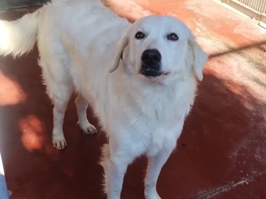 Vuoi adottare un cane a Viterbo?