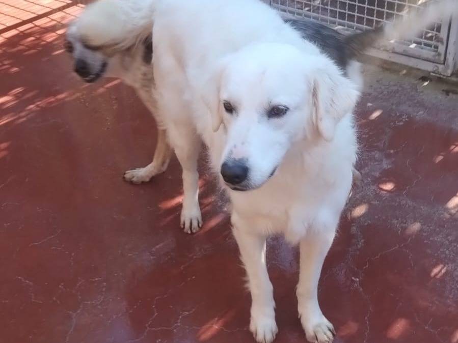 Adotta il cane Lola a Viterbo