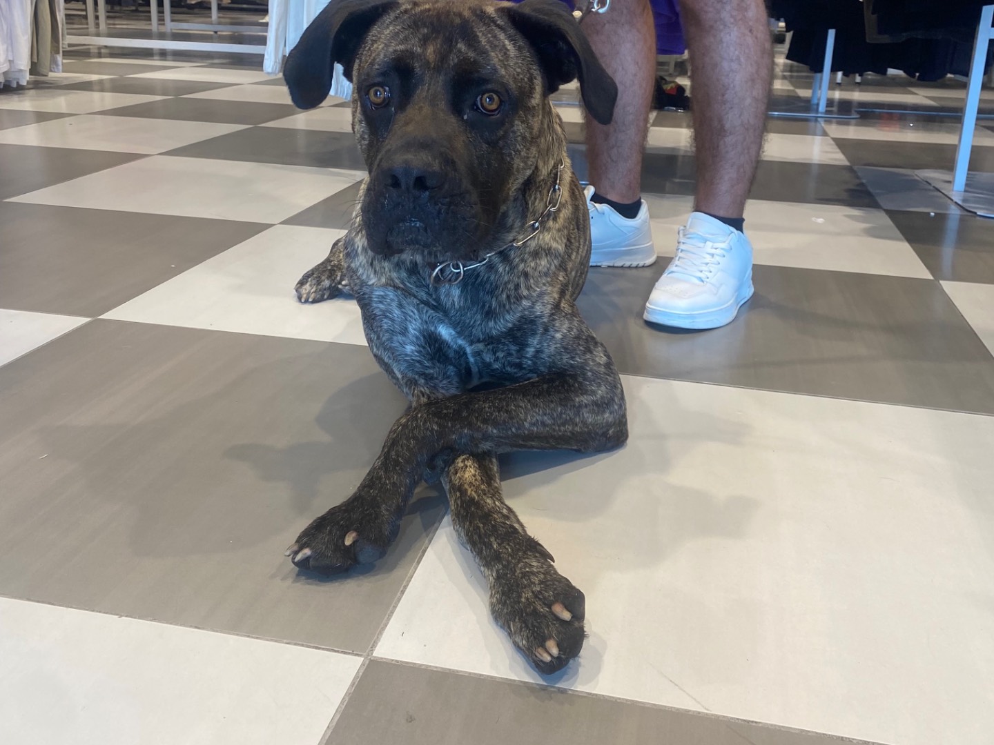 Adotta un cane, taglia gigante, maschio, Asti
