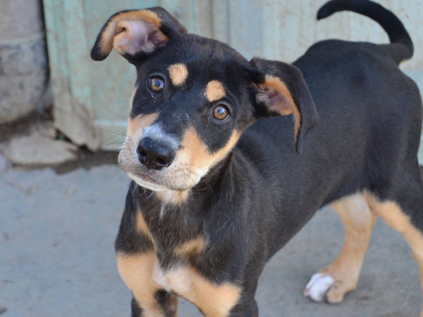 Adotta un cane, taglia media, femmina, Pavia