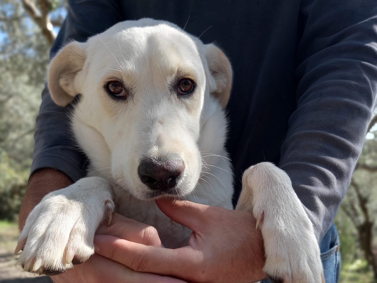 Adozione cane, femmina, Razza sconosciuta Razza sconosciuta, 1 anno e 2 mesi , taglia media, Catanzaro