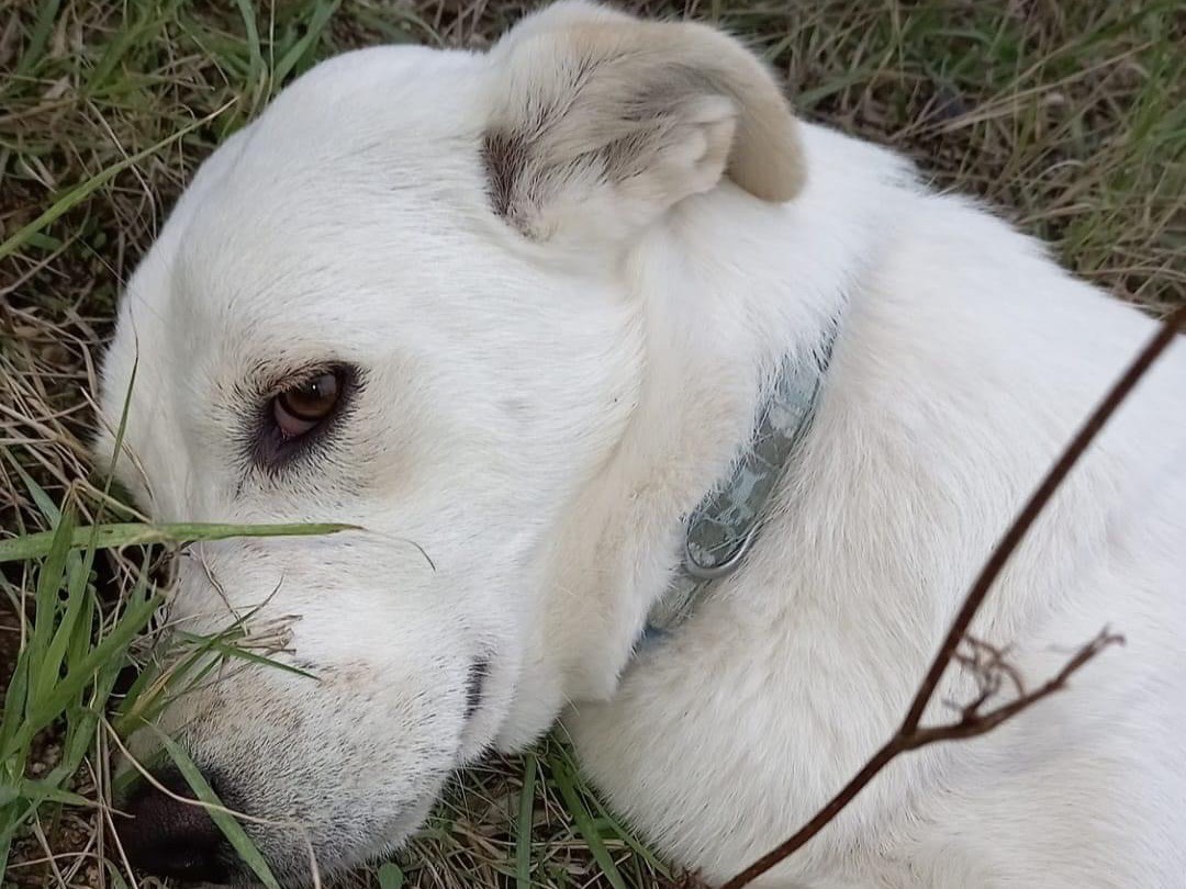 Adotta un cane, femmina, 1 anno e 2 mesi , Catanzaro