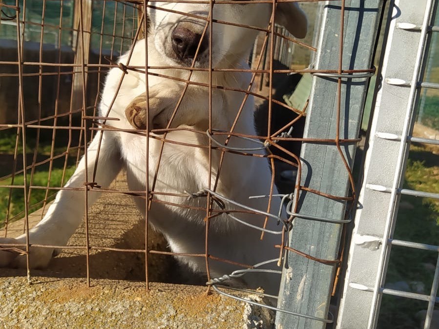 Foto 2 dell'animale