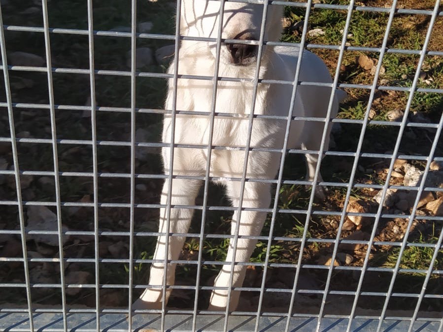Vuoi adottare un cane a Cosenza?