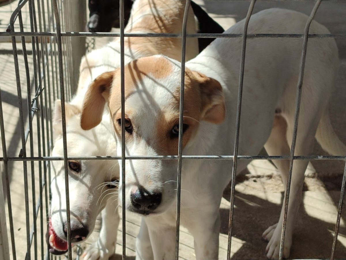 Foto dell'animale