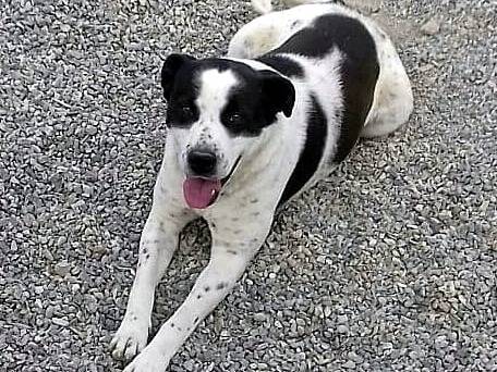 Adotta un cane, maschio, 7 anni  e 10 mesi , Crotone