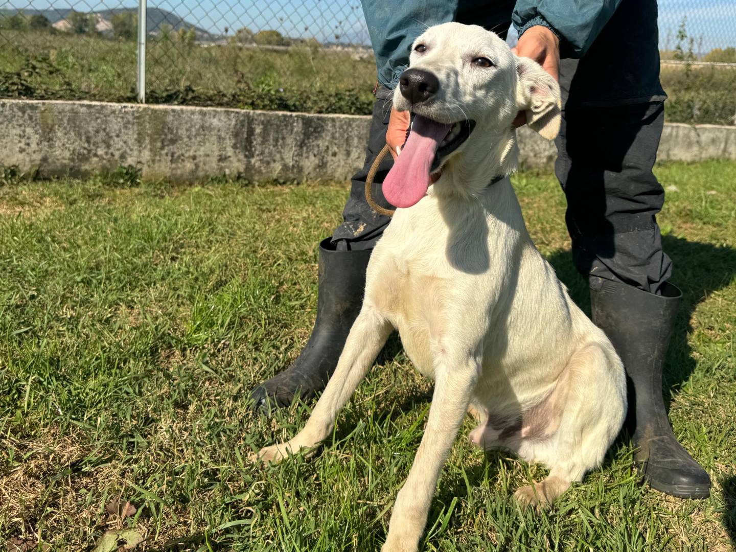 Adotta un cane, taglia media contenuta, maschio, Frosinone