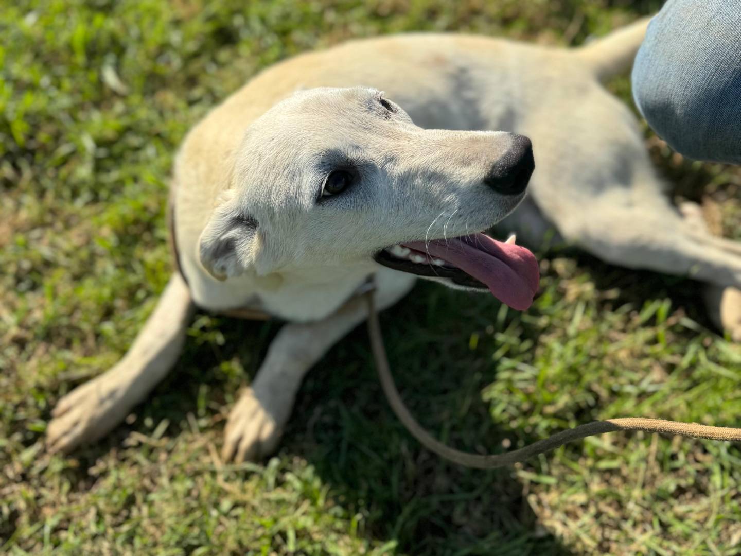 Adotta un cane, maschio, 1 anno, Frosinone