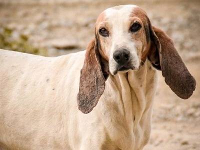Foto dell'animale