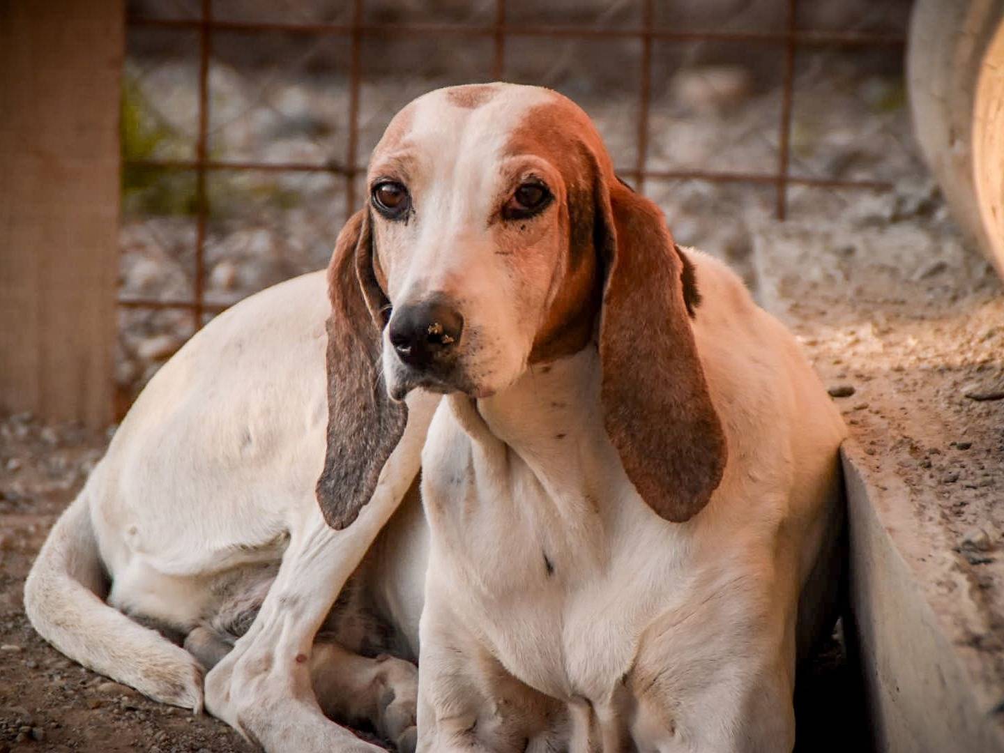 Adotta un cane, taglia media, femmina, Crotone