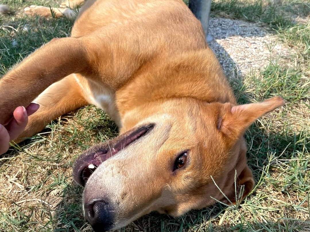 Vuoi adottare un cane a Latina?