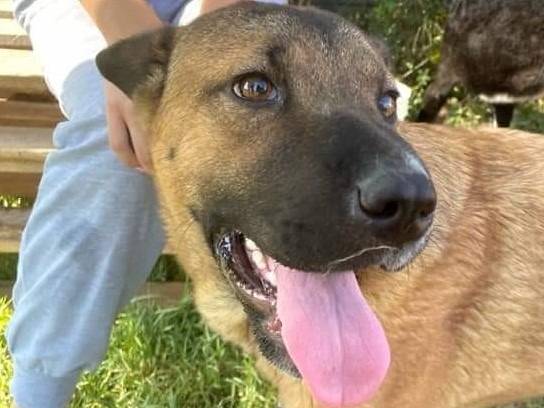Adozione cane, femmina, Shar Pei Razza sconosciuta, 1 anno e 6 mesi , taglia media contenuta, Latina