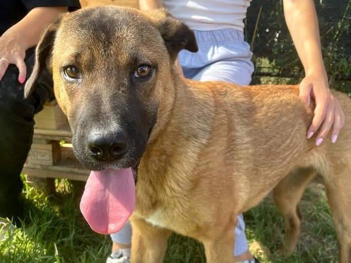 Adotta un cane, femmina, 1 anno e 6 mesi , Latina