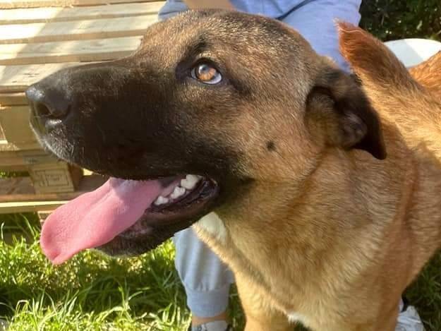 Adotta un cane, taglia media contenuta, femmina, Latina