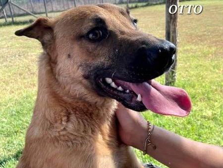 Adotta un cane, taglia media contenuta, maschio, Latina