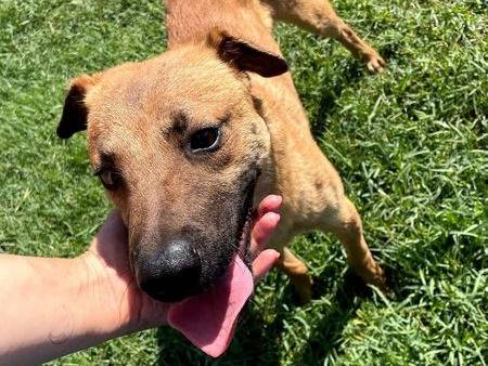 Vuoi adottare un cane a Latina?