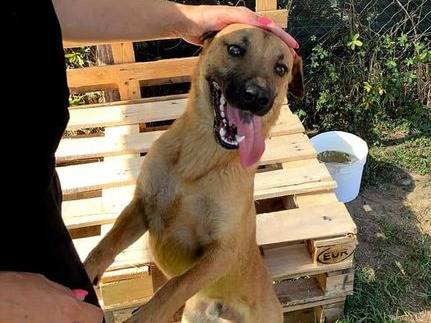 Adotta il cane OTTO a Latina