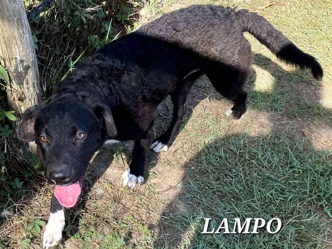 Adotta un cane, maschio, 1 anno e 7 mesi , Latina