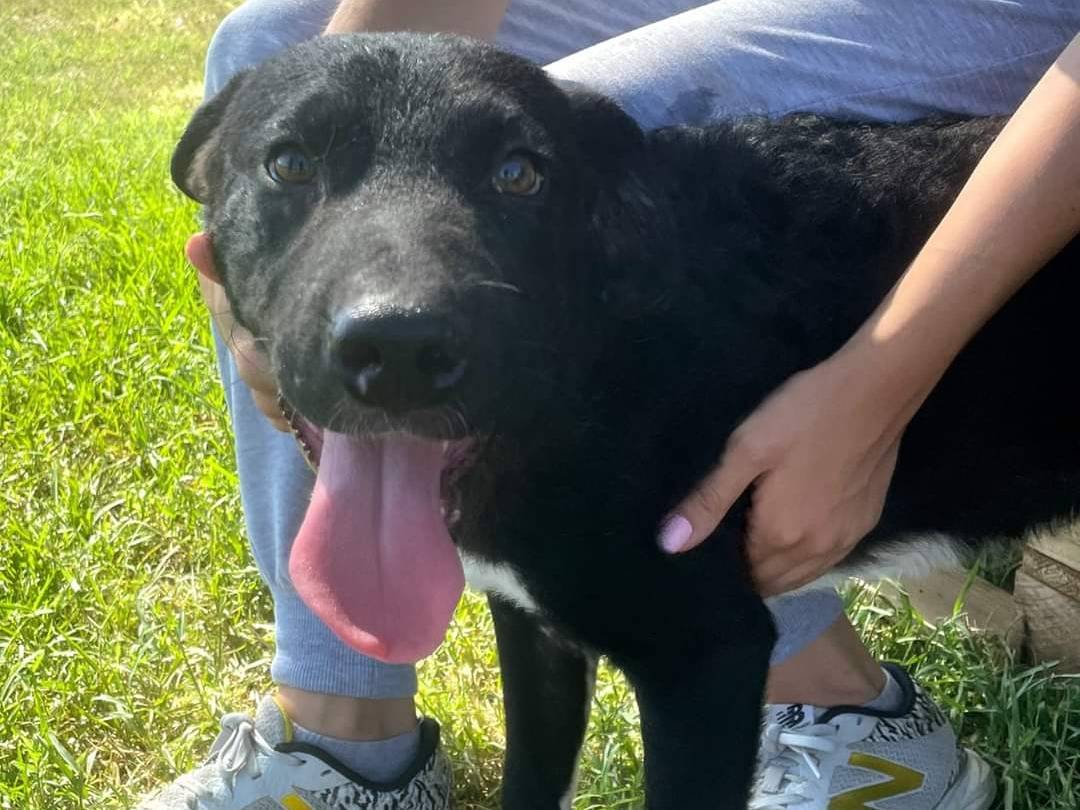 Adotta un cane, taglia media contenuta, maschio, Latina