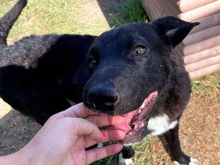 Vuoi adottare un cane a Latina?