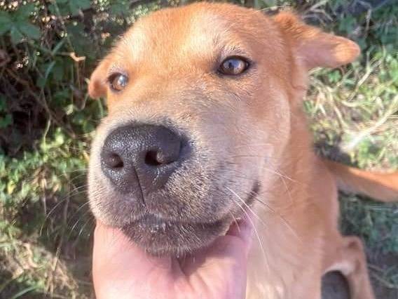 Adozione cane, maschio, Shar Pei Razza sconosciuta, 1 anno e 6 mesi , taglia media contenuta, Latina