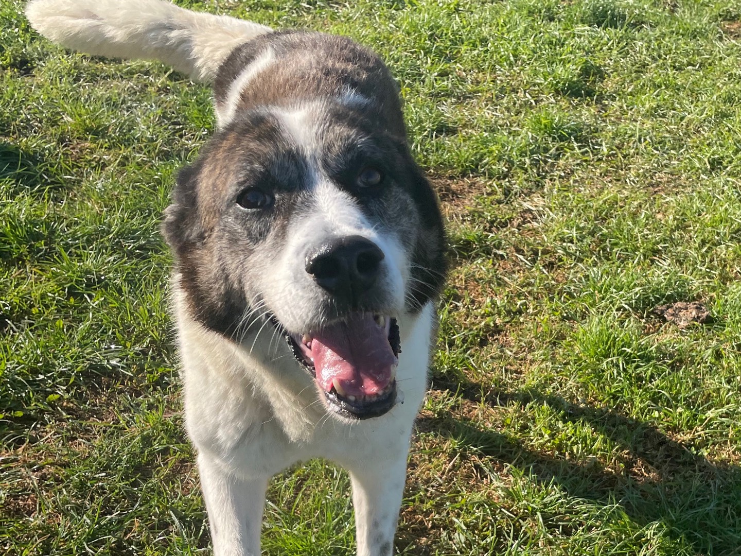 Adotta un cane, maschio, 9 anni , Frosinone