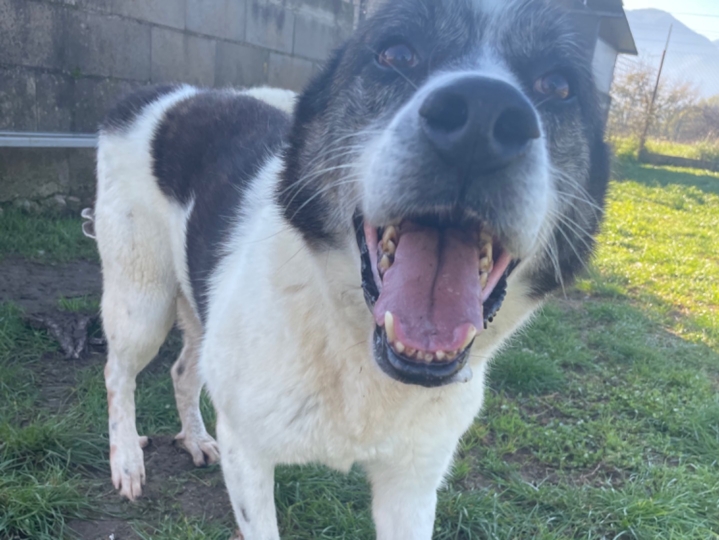 Adotta un cane, taglia grande, maschio, Frosinone