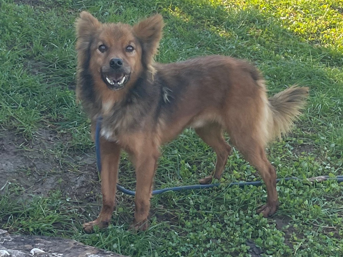 Adotta un cane, maschio, 7 anni  e 7 mesi , Frosinone