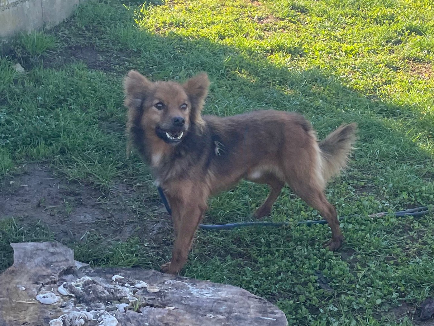 Adotta un cane, taglia piccola, maschio, Frosinone