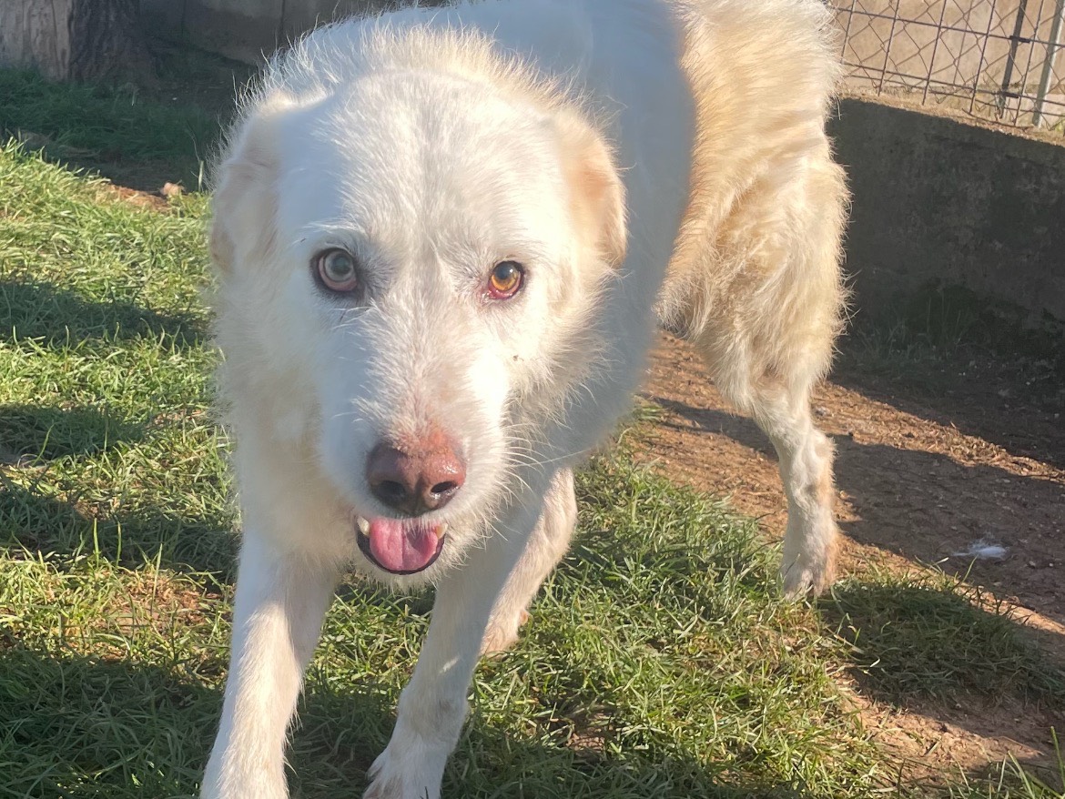 Adotta un cane, maschio, 3 anni  e 8 mesi , Frosinone