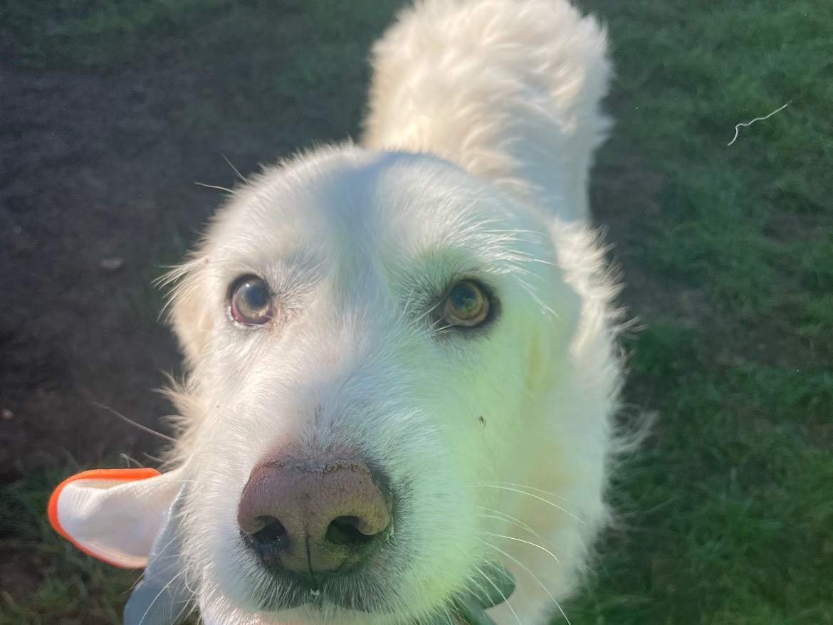 Adotta un cane, taglia grande, maschio, Frosinone