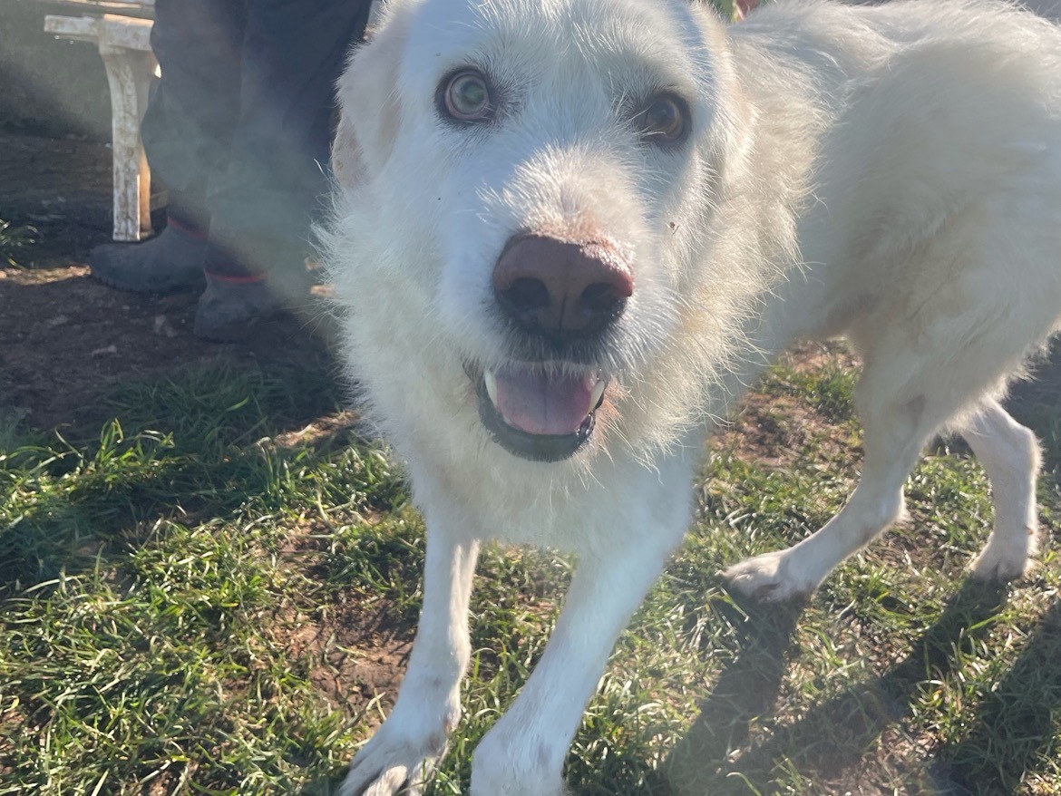 Vuoi adottare un cane a Frosinone?