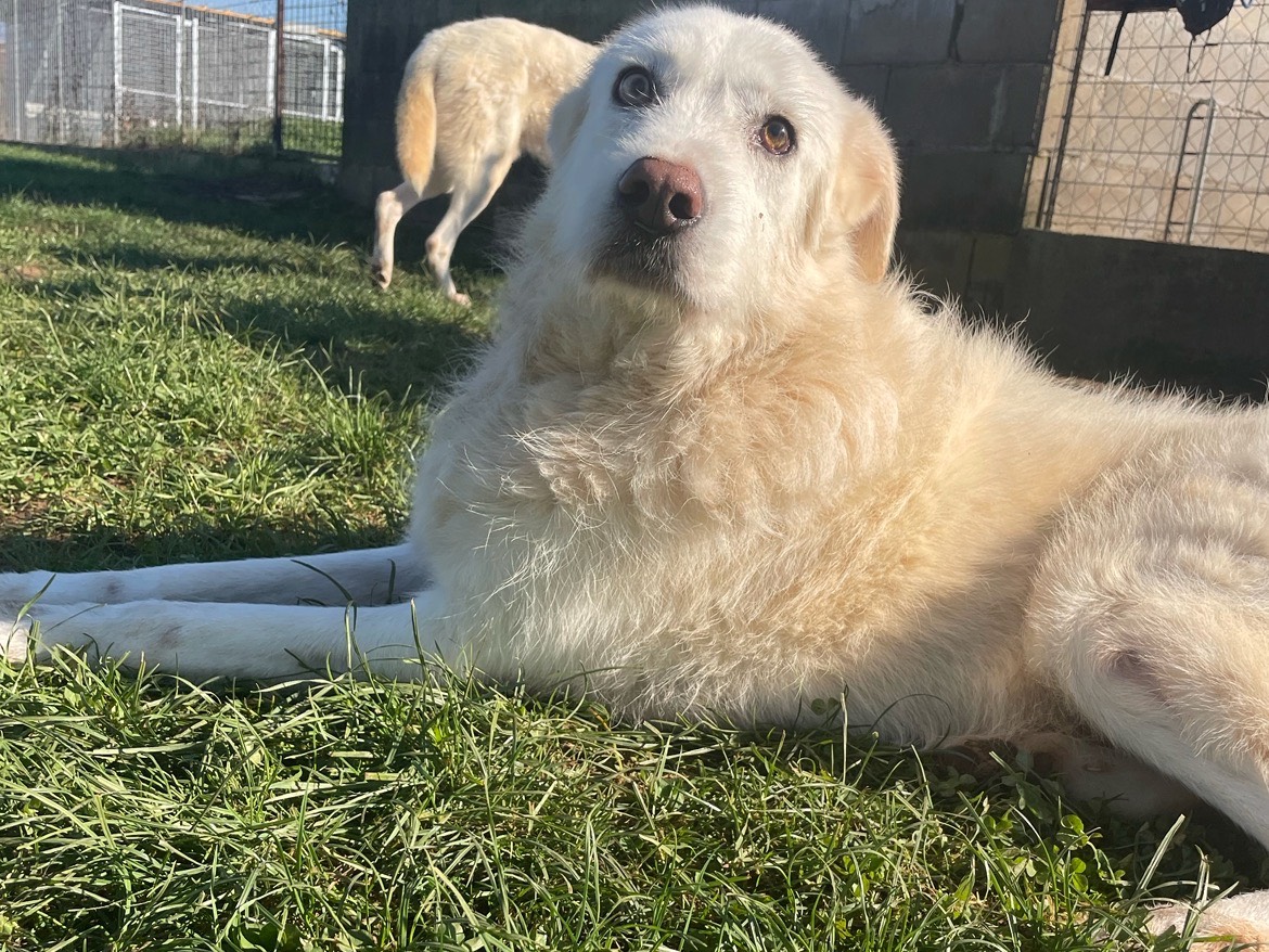 Adotta il cane Pegasus a Frosinone