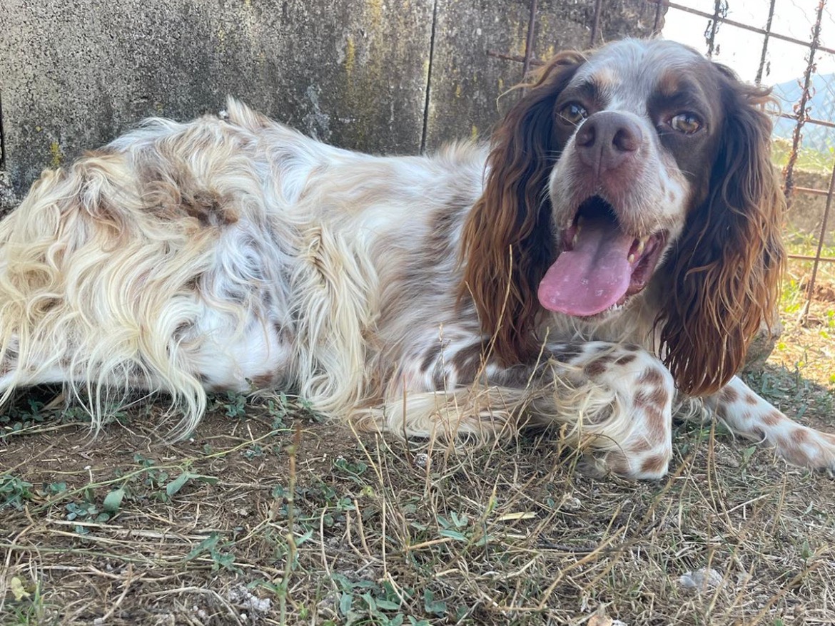 Adotta un cane, maschio, 4 anni  e 2 mesi , Frosinone