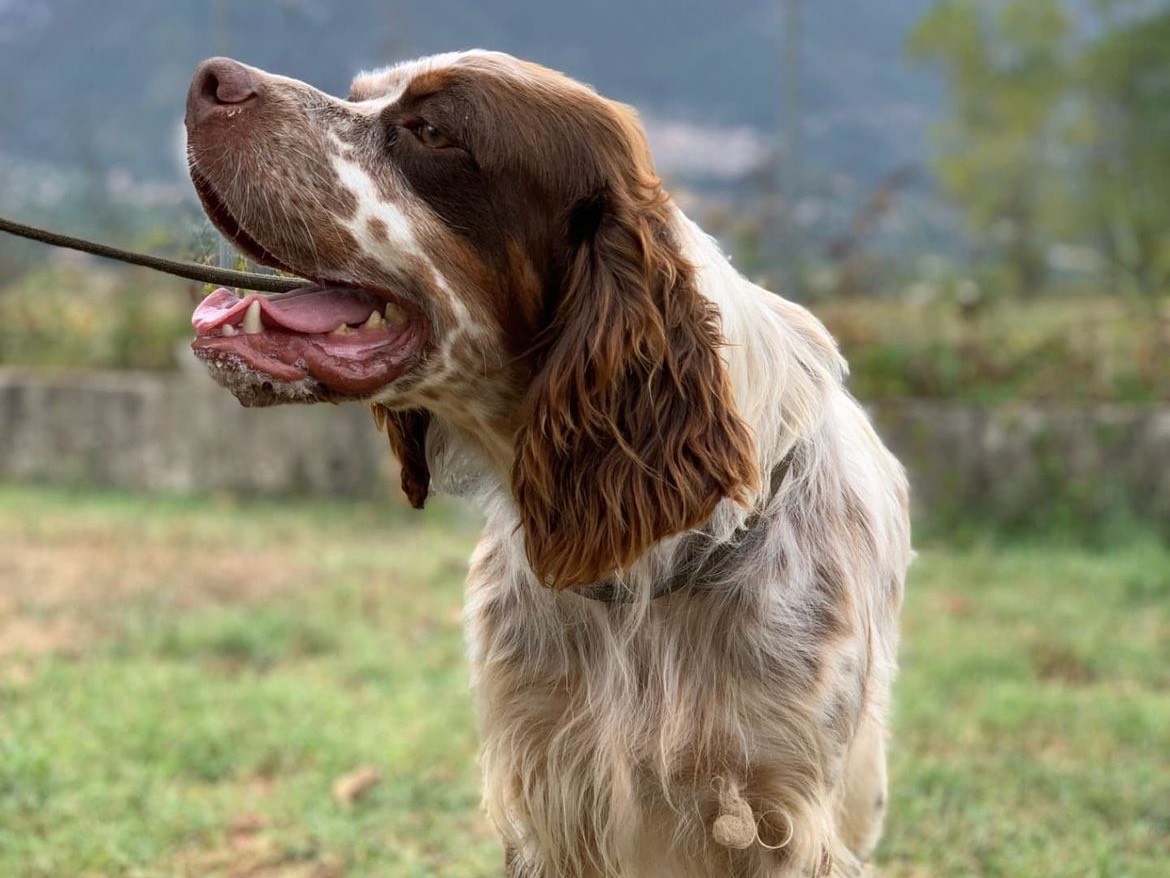 Foto dell'animale