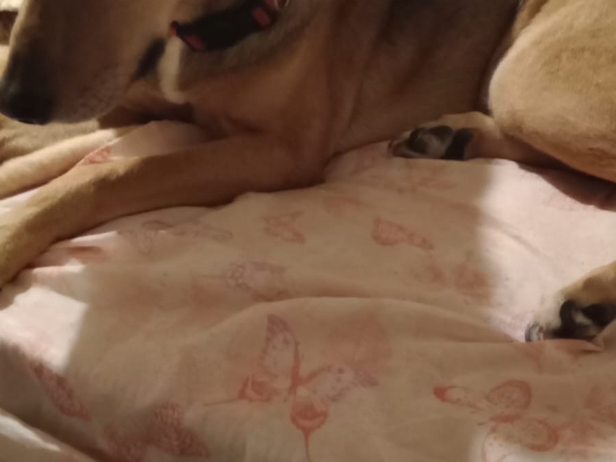 Foto dell'animale