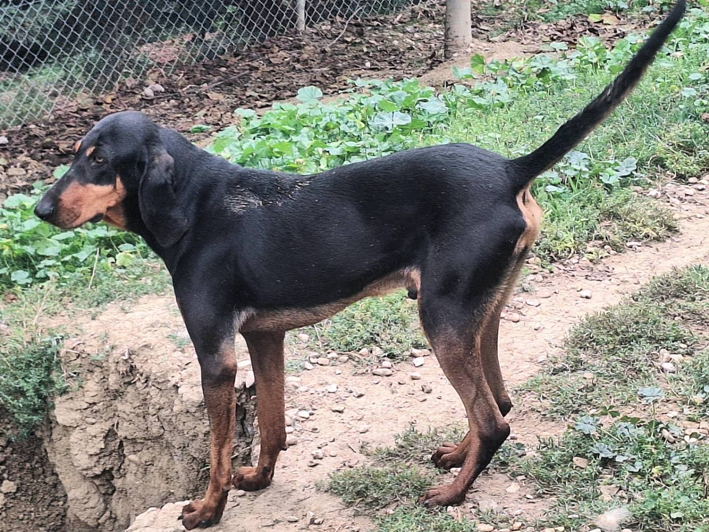 Adotta un cane, maschio, 3 anni  e 8 mesi , Teramo