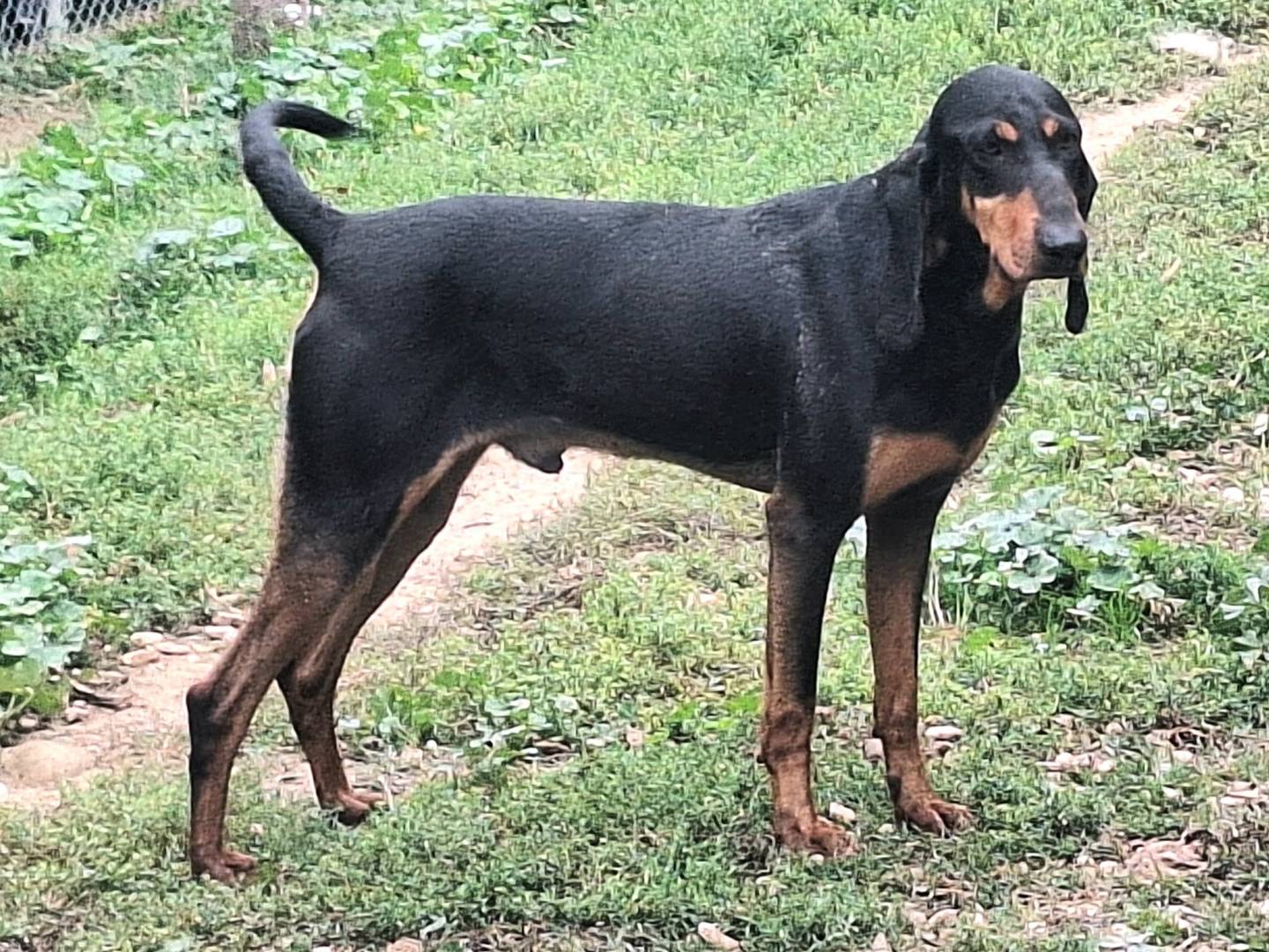 Vuoi adottare un cane a Teramo?