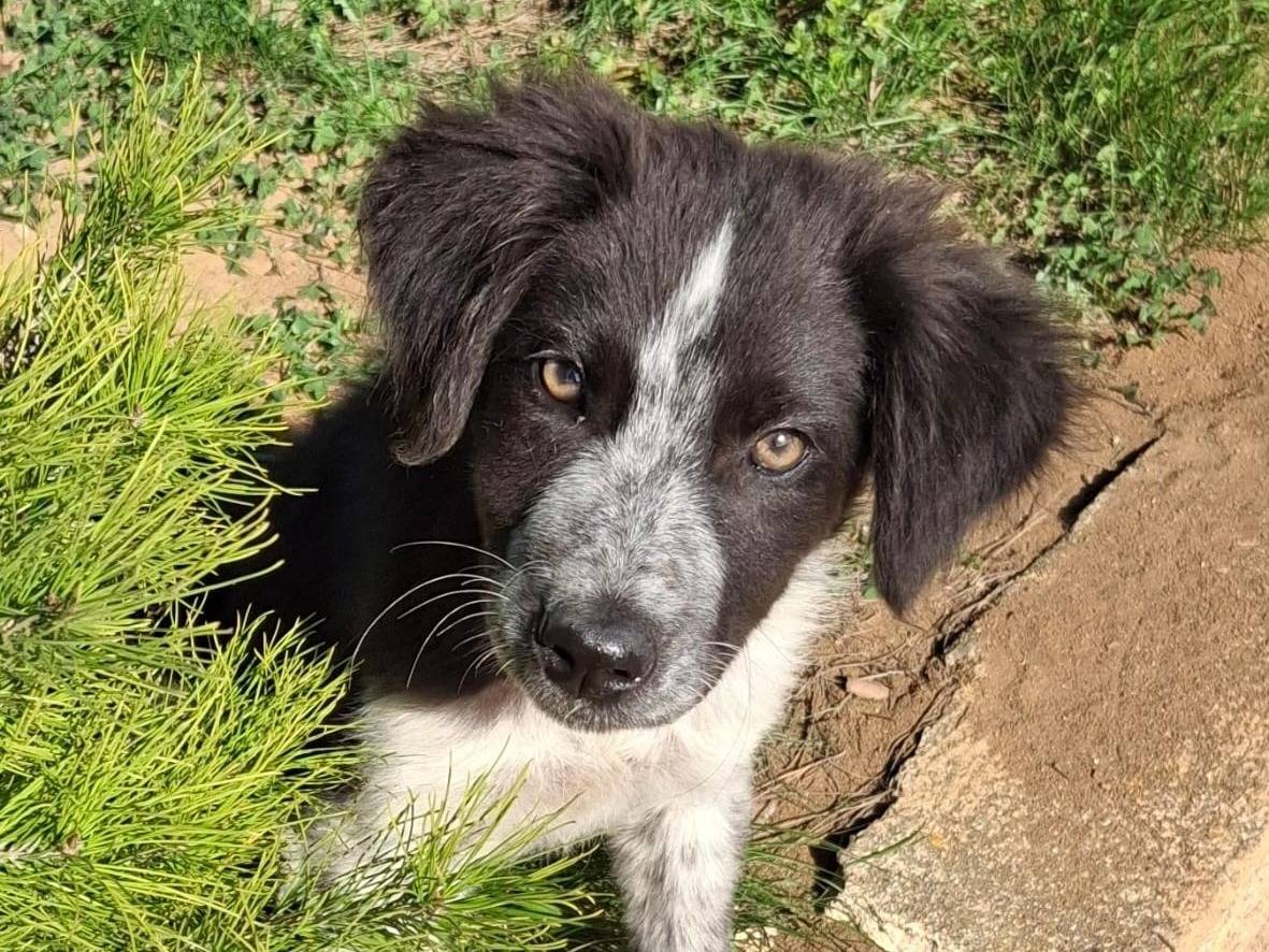 Adozione cane, femmina, Razza sconosciuta Razza sconosciuta, 1 anno e 1 mese, taglia media, Crotone