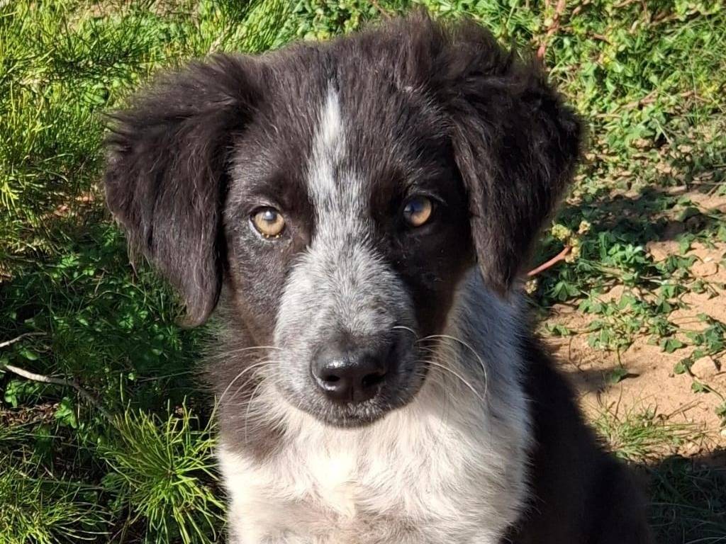 Adotta un cane, femmina, 1 anno e 1 mese, Crotone