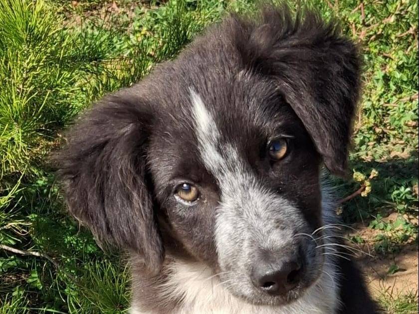 Adotta un cane, taglia media, femmina, Crotone